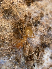 Lasius
