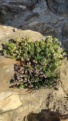 Erica curvirostris