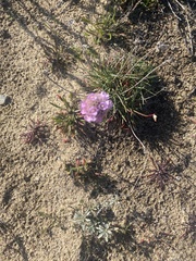 Armeria maritima californica