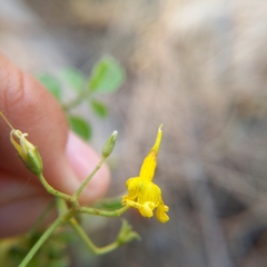 Solanum pimpinellifolium