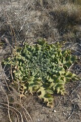 Verbascum sinuatum