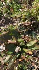 Limonium californicum