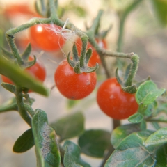 Solanum pimpinellifolium