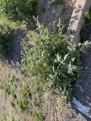 Sphaeralcea coulteri