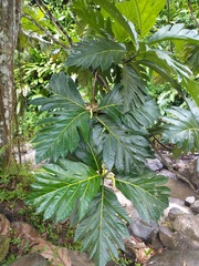 Brosimum alicastrum