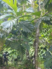 Brosimum alicastrum