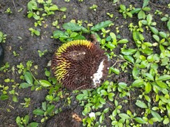 Brosimum alicastrum