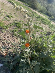 Sphaeralcea coulteri
