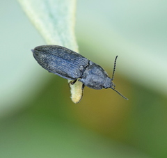 Prosternon tessellatum