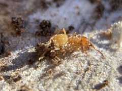 Lasius
