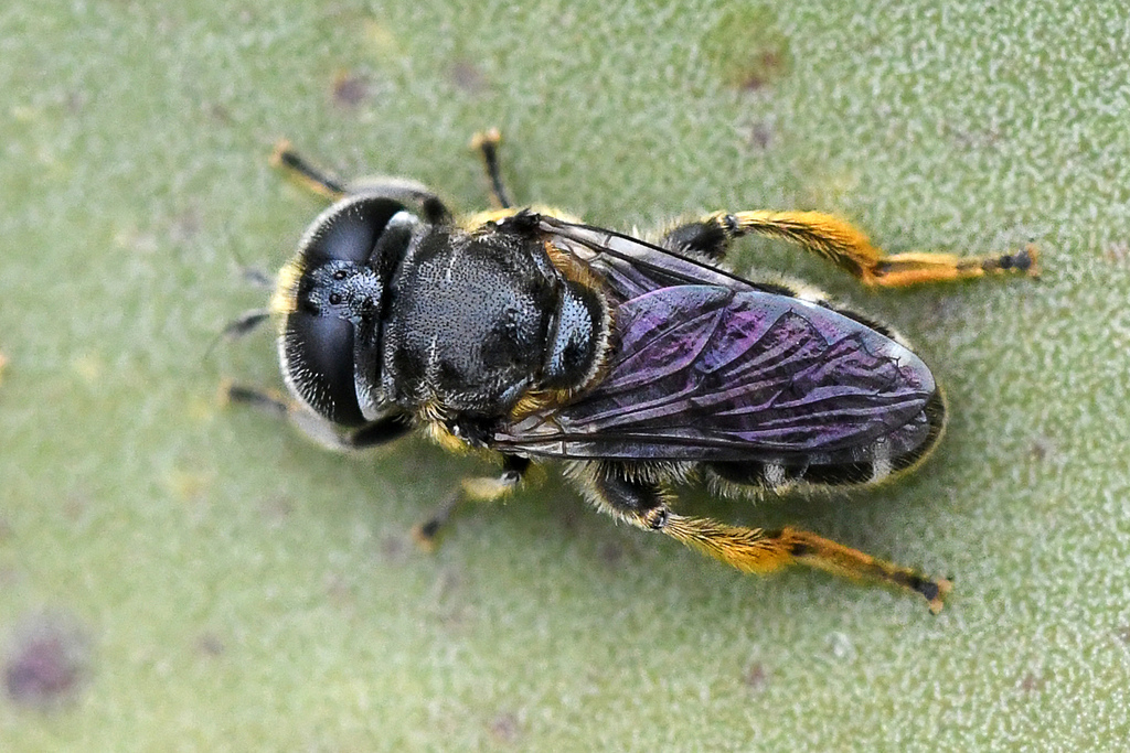 Eumerus rufotibialis