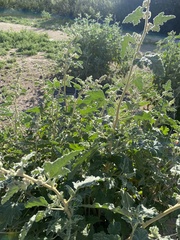 Sphaeralcea coulteri