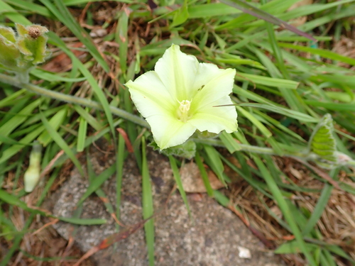 Image of Convolvulus natalensis by no rights reserved