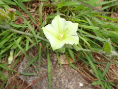 Convolvulus natalensis