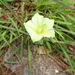 Natal Bindweed - Photo no rights reserved, uploaded by Peter Warren