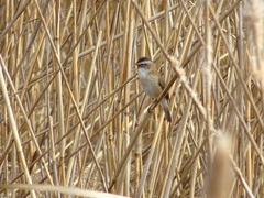 Acrocephalus melanopogon