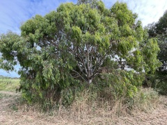 Eucalyptus camaldulensis