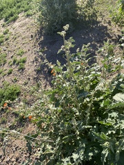 Sphaeralcea coulteri