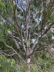 Eucalyptus camaldulensis