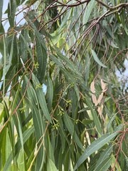Eucalyptus camaldulensis