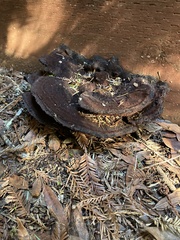 Phaeolus