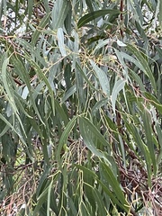 Eucalyptus camaldulensis