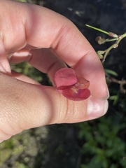 Macroptilium lathyroides