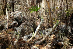 Philodendron warszewiczii