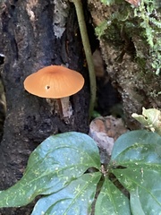 Marasmius cladophyllus