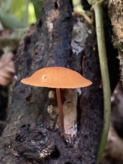 Marasmius cladophyllus