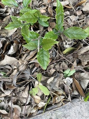 Ehretia anacua
