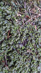 Scapania undulata