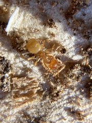 Lasius