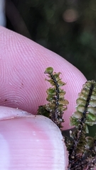 Scapania undulata