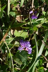Vicia ludoviciana