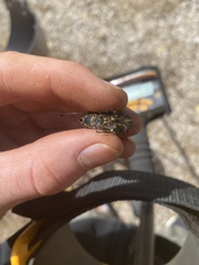 Amphipsalta cingulata