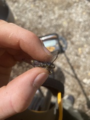 Amphipsalta cingulata