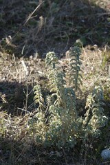 Mercurialis tomentosa