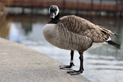 Branta canadensis