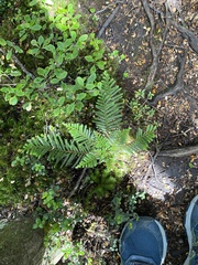 Coprosma foetidissima