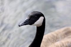 Branta canadensis