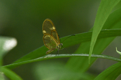 Episcada hymenaea