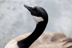 Branta canadensis