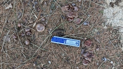 Collybiopsis villosipes