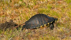 Pseudemys peninsularis