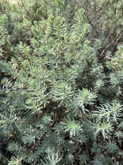Suaeda taxifolia