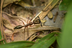 Odontomachus chelifer