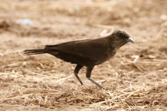 Myrmecocichla aethiops