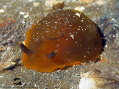 Dendrodoris