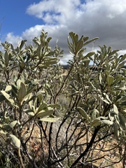 Eriodictyon trichocalyx lanatum